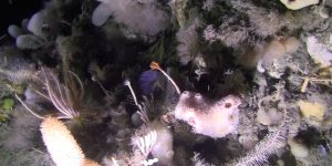 Maravillate con las imágenes submarinas del fondo del océano Atlántico