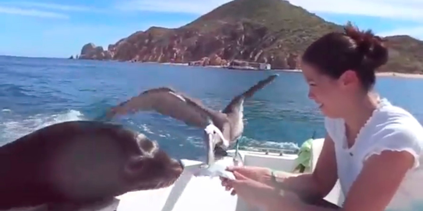 Crack: un lobo marino pide comida a turistas que viajan en barco