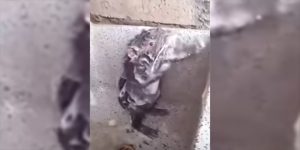 La triste historia detrás del video de “una rata tomando una ducha”