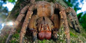 Éramos pocos y llegó la araña que causa erecciones