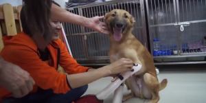 La tierna reacción de un perro cuando le colocan una prótesis para que pueda volver a caminar