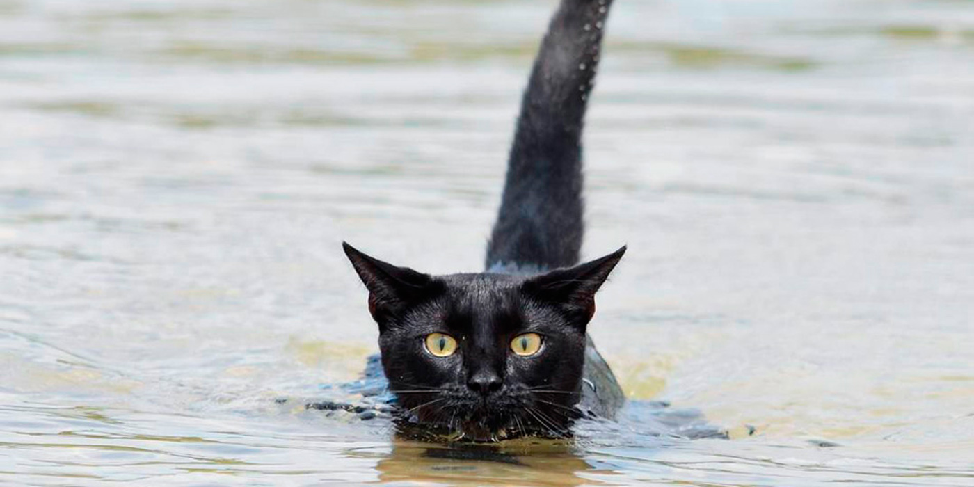 Está chequeado: el gato que ama nadar en el mar