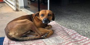 La desgarradora historia del perro que sigue esperando a su dueño que falleció hace 4 meses