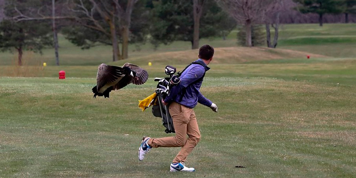 Pelea a muerte entre un golfista y un ganso