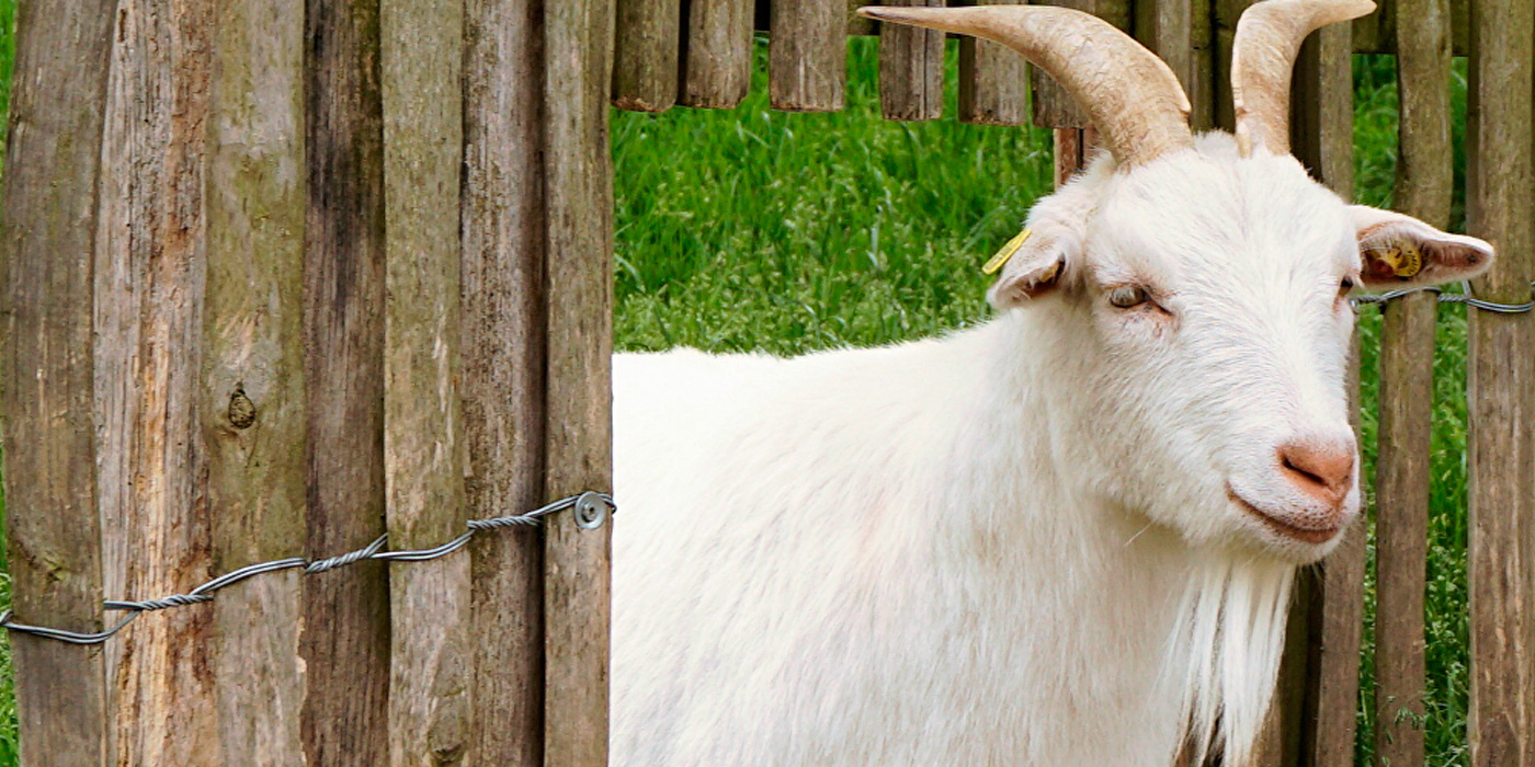 Una cabra vaticinó quién ganará el Mundial
