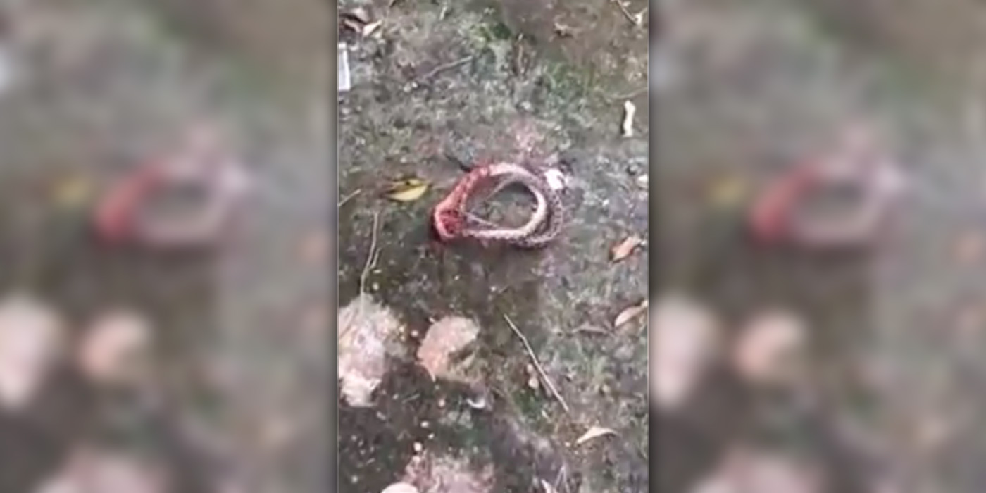 Pelea a muerte entre un ciempiés y una serpiente