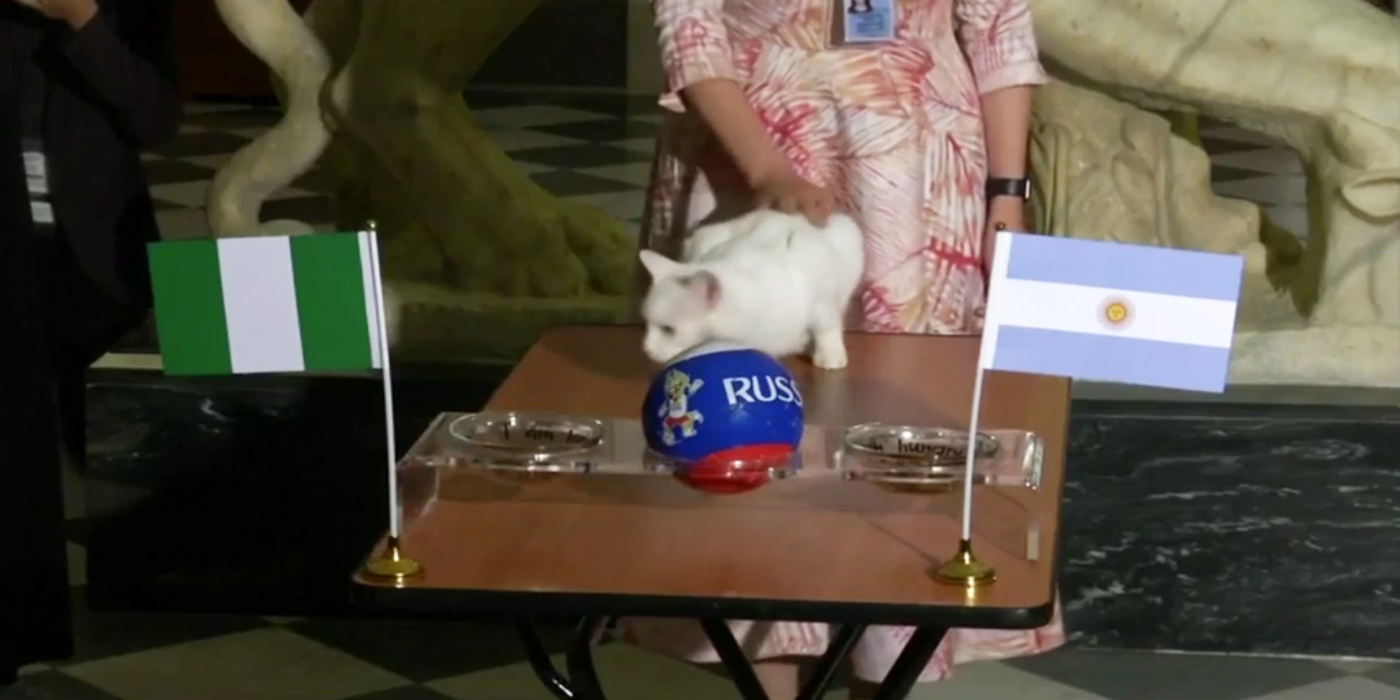 El gato Aquiles hizo su predicción del partido entre Argentina y Nigeria