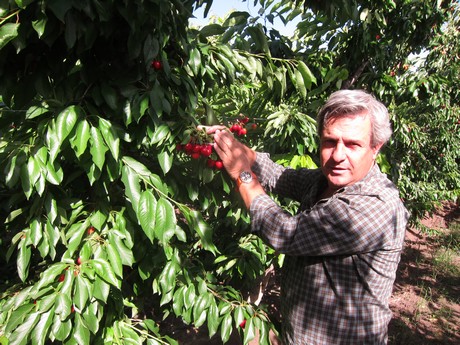 CARLOS ENRIQUEZ – Socio Gerente de Vista Alegre (Produce Cerezas)