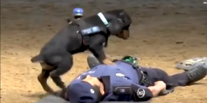El impactante momento en el que un perro “salva” a un policía haciéndole RCP