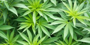 Gran Bretaña legaliza el consumo de cannabis medicinal