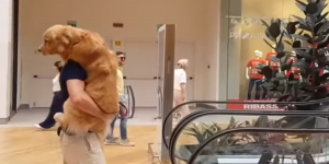 VIDEO: Un perro se asusta con la escalera mecánica y tiene que ser “cargado como un bebé” por su dueño