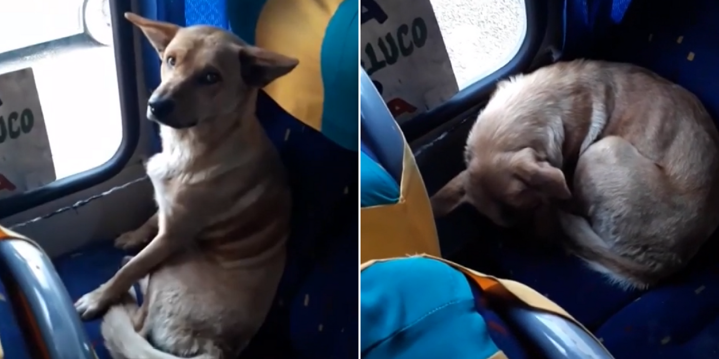 VIDEO: El conmovedor gesto de un chofer con un perrito callejero que estaba perdido