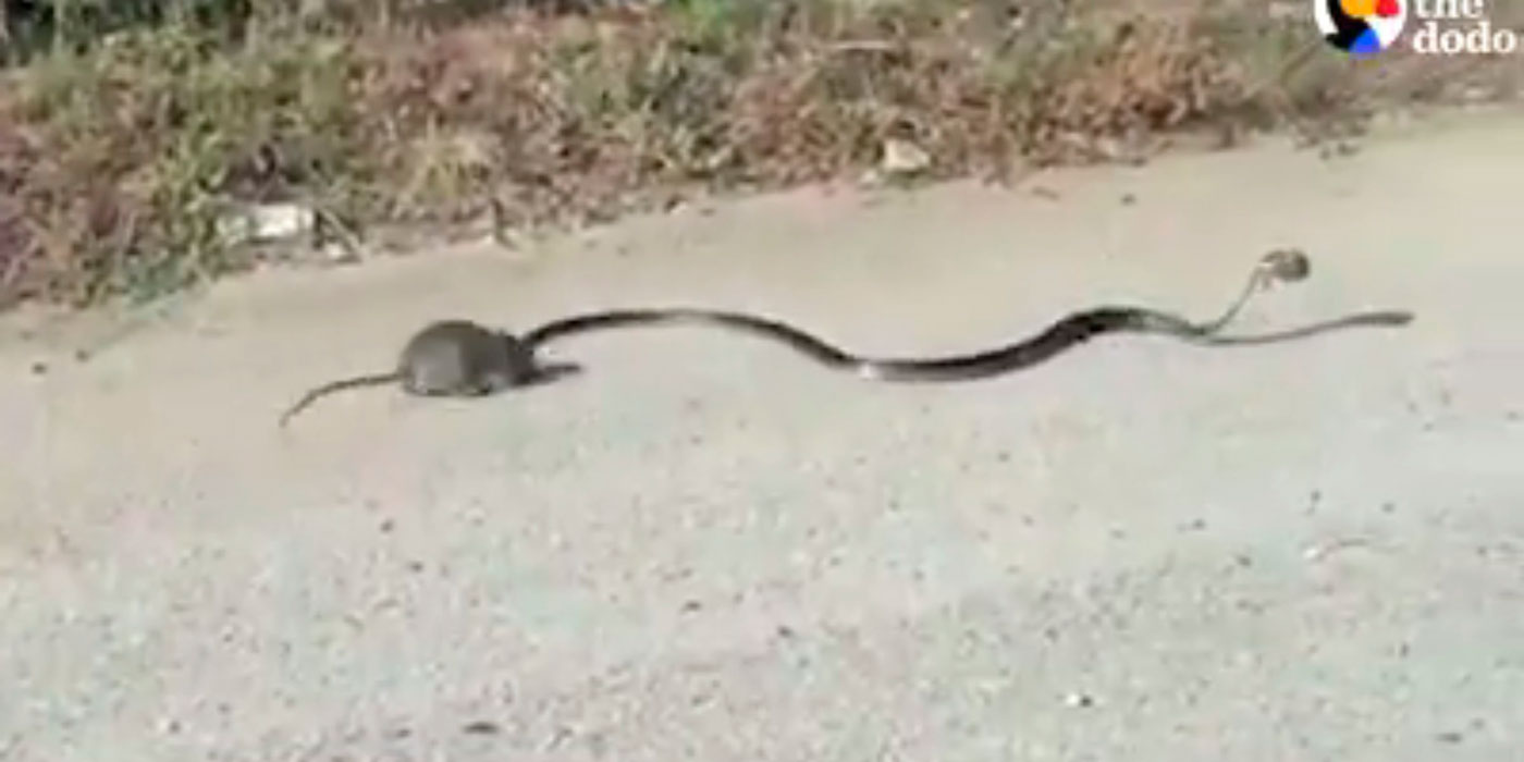 Pelea a muerte entre una rata y una serpiente