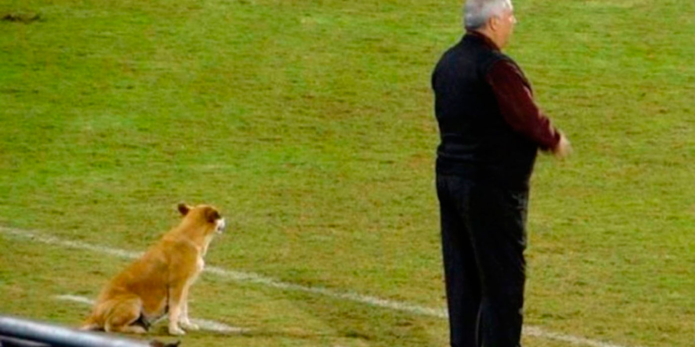 Una perra es ayudante de un técnico paraguayo
