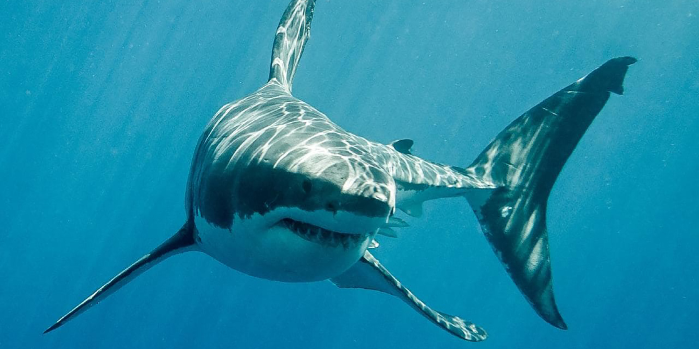El espeluznante momento en el que una mujer cae a un tanque de tiburones