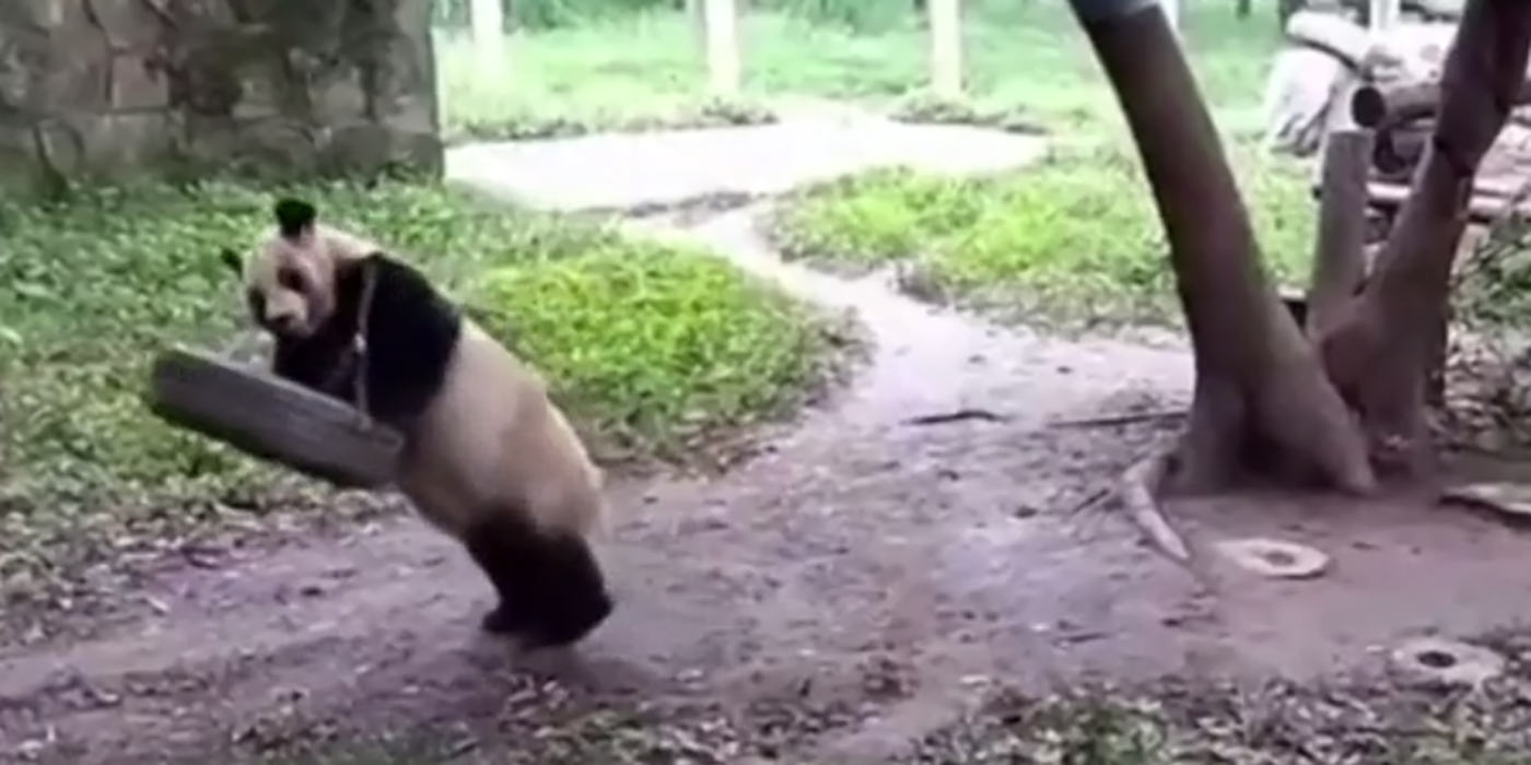 Un oso panda intentó hamarcarse en un neumático y este fue el terrible resultado