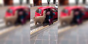 Está chequeado: una llama viajó en taxi con su dueña