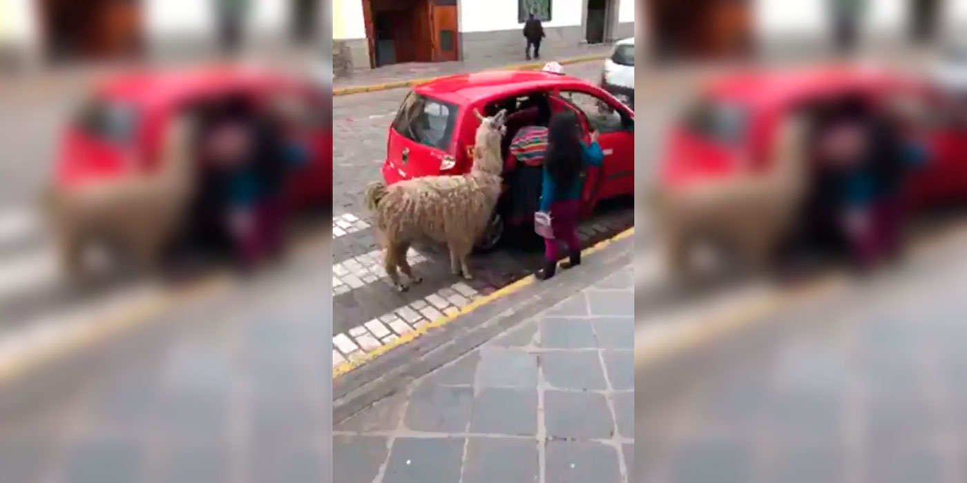 Está chequeado: una llama viajó en taxi con su dueña