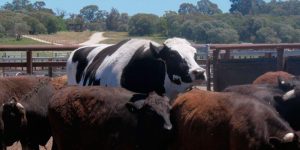 Knickers, la vaca “bestia” que vive en una granja australiana