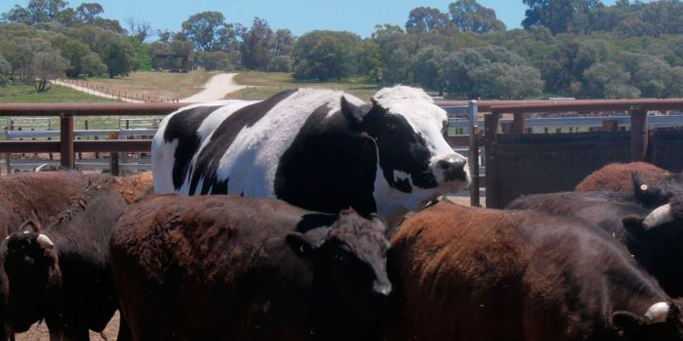 Knickers, la vaca “bestia” que vive en una granja australiana