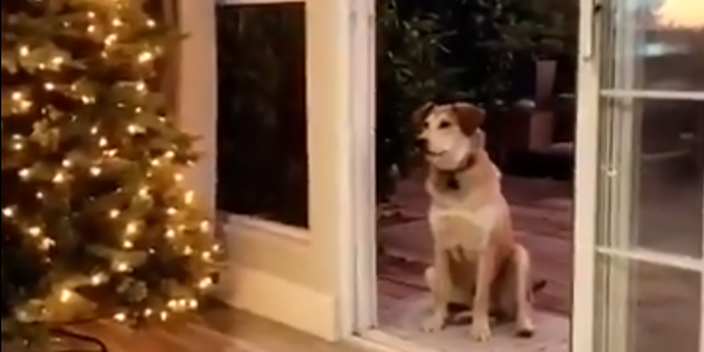 ¡Para morirse de ternura! Este perrito no entra a la casa si no le abren “la puerta invisible”