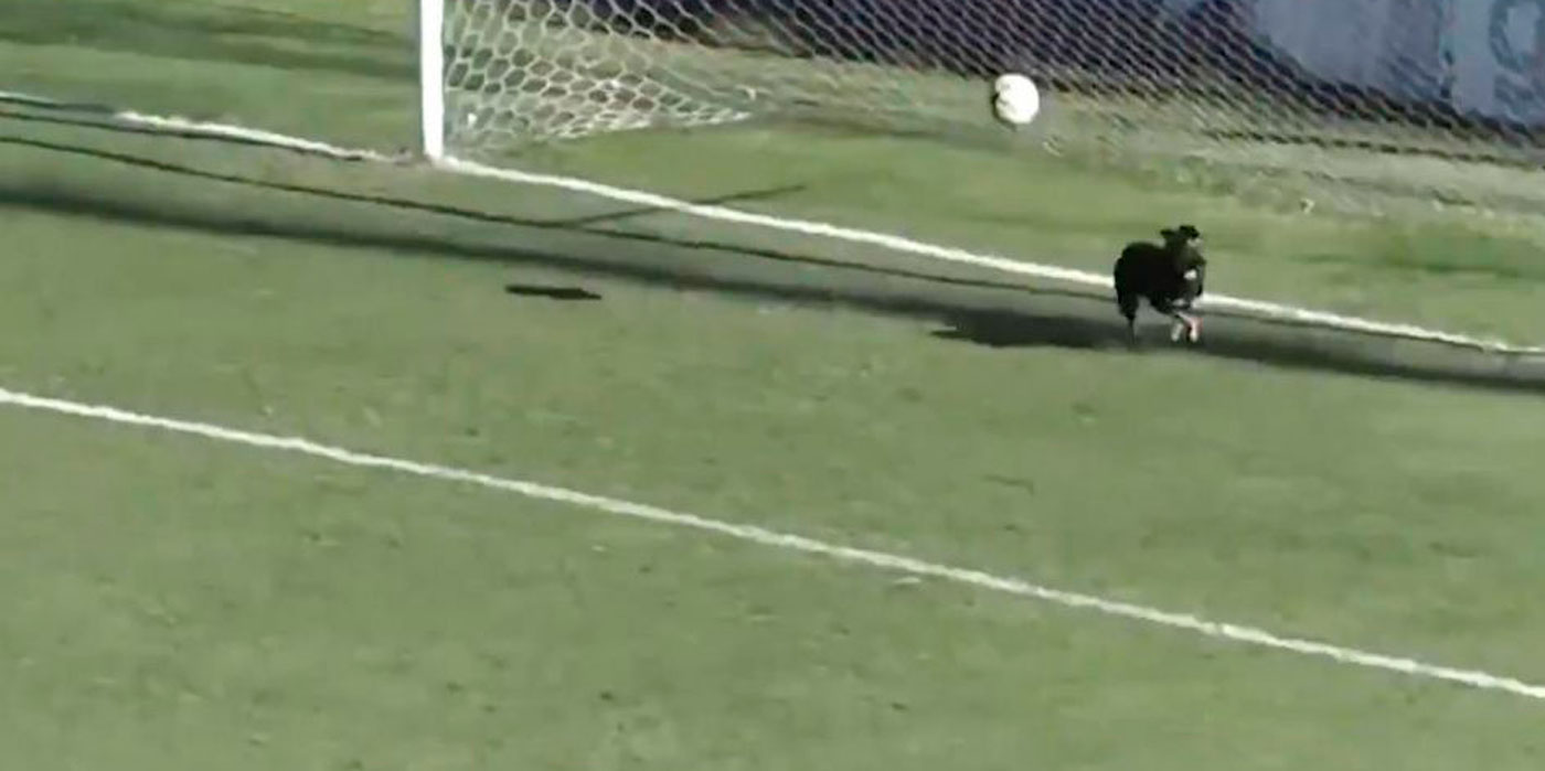 Un perro salvó un gol sobre la línea en el Federal A