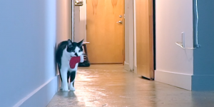 Desgarrador: Grabó en secreto a su gato para ver lo que hace cuando se queda solo y este fue el resultado