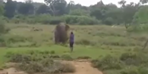 El horripilante momento en el que un elefante mata a un hombre que intentaba hipnotizarlo