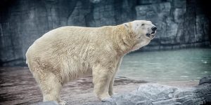 El asombroso momento en el que a un Oso Polar le dan de comer un pájaro y este intenta revivirlo