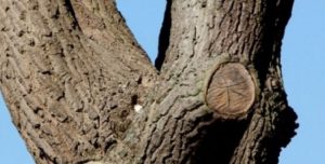 Encontrá al búho en el árbol (si podés)