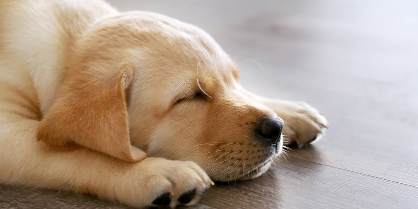 VIDEO: Entrenó a su perro para que se vaya a dormir en el momento en el que deja de jugar a la Xbox