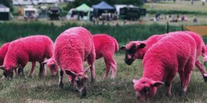 Denuncian maltrato animal en el Latitude Festival: volvieron a teñir ovejas de rosa