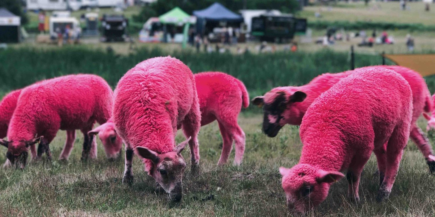 Denuncian maltrato animal en el Latitude Festival: volvieron a teñir ovejas de rosa