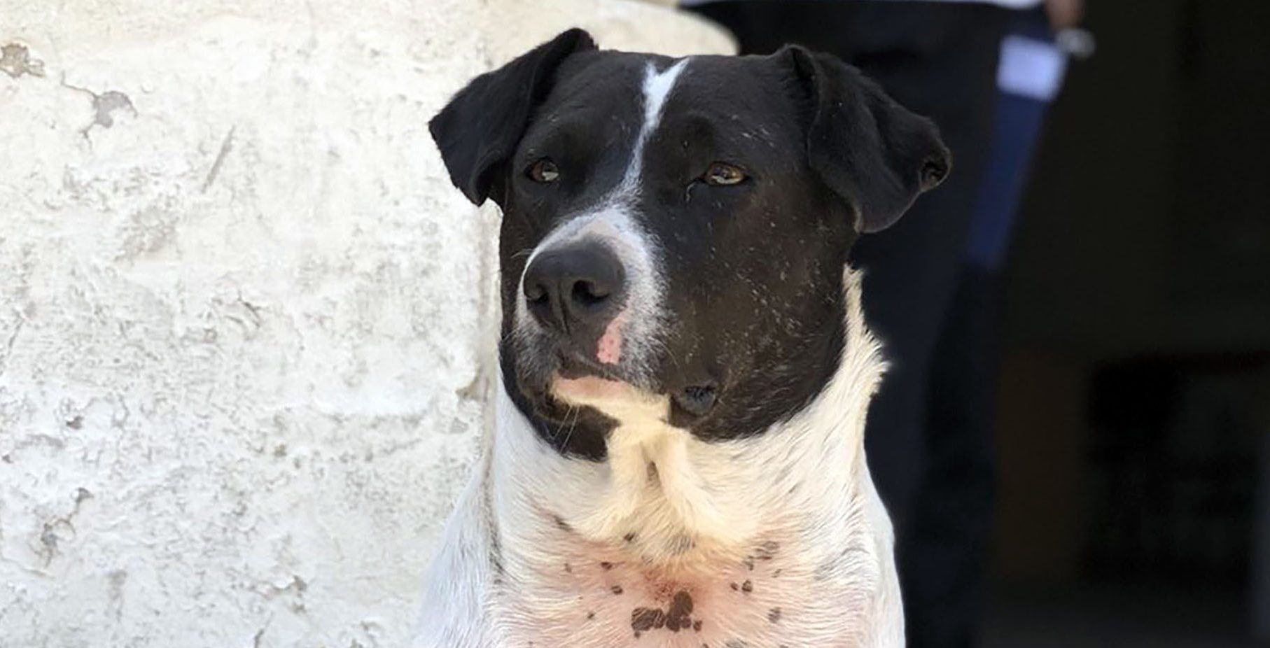 Perro Vaca: el estafador de la facultad de Derecho de Rosario