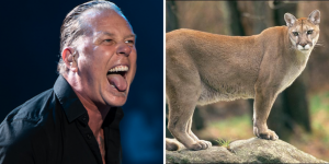 ES REAL: La música de Metallica salvó a una mujer de ser atacada por un puma