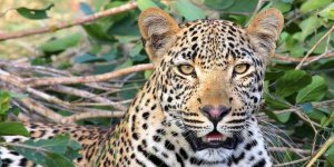 ¡¿Dónde está el leopardo?! Resolver este reto es casi imposible