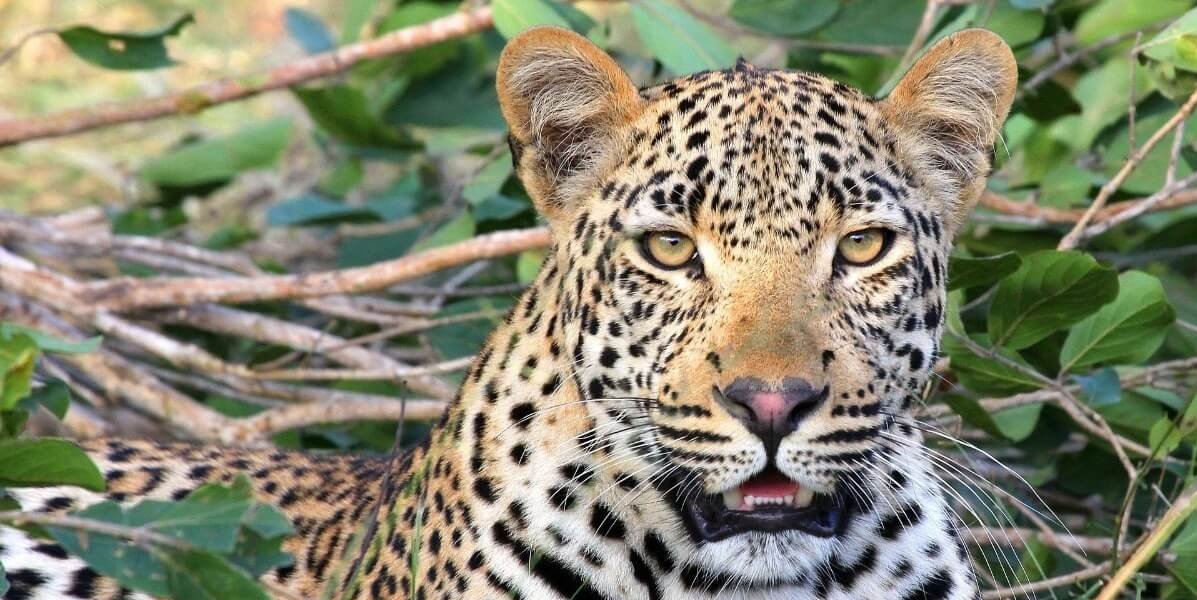 ¡¿Dónde está el leopardo?! Resolver este reto es casi imposible