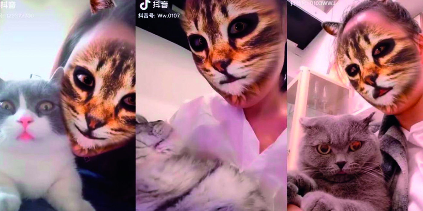 Para llorar de risa: mirá las reacciones de los gatos a este filtro de Tik Tok