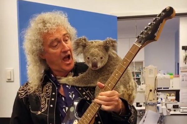 Brian May tocó para un koala rescatado de los incendios en Australia