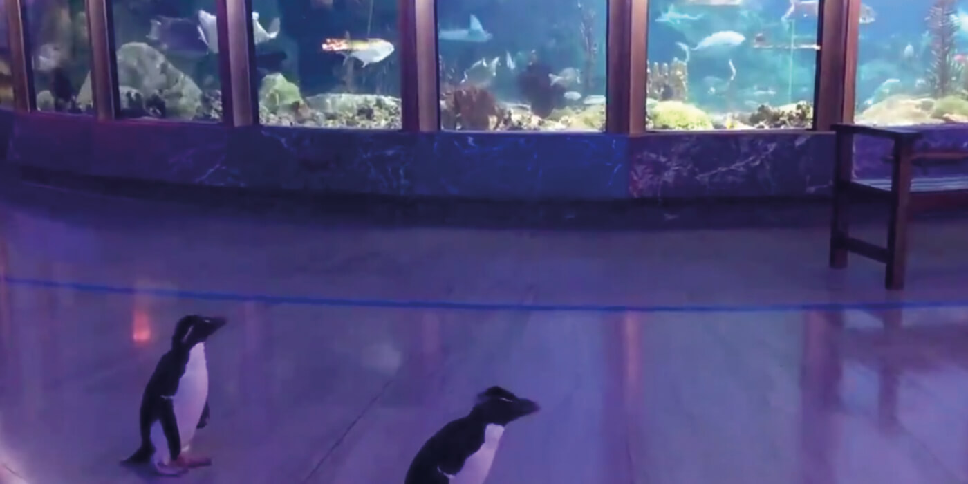 Una pareja de pingüinos aprovecha el cierre de su acuario para visitar las instalaciones