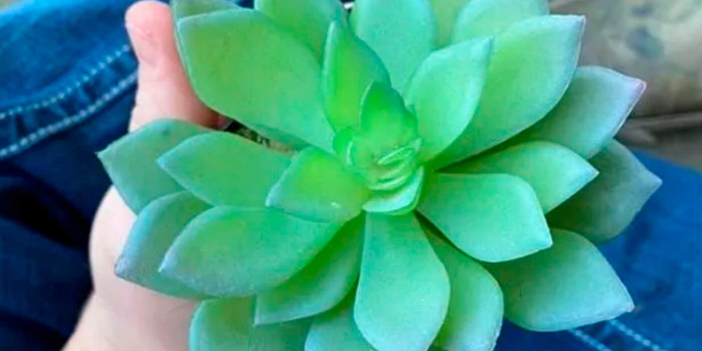 Regó una planta durante dos años, ¡y descubrió que era de plástico!