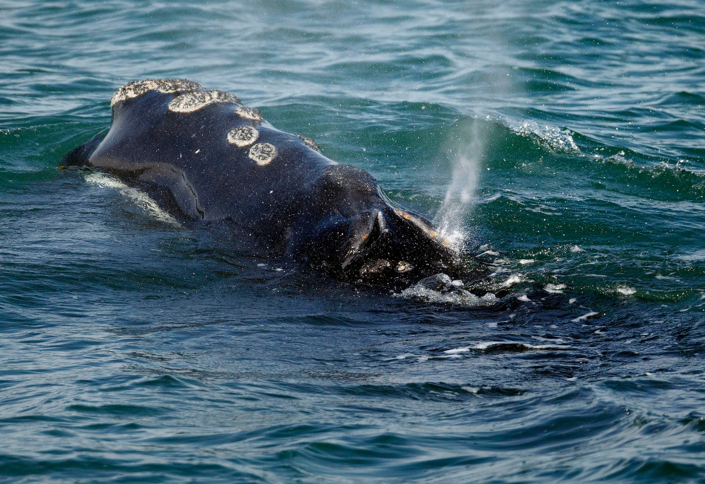 Utilizan un algoritmo para detectar los “llamados” de la ballena franca del norte: así intentan proteger a la especie en extinción