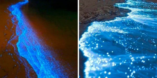 INCREÍBLE: las playas de Acapulco brillan por un fenómeno llamado bioluminiscencia