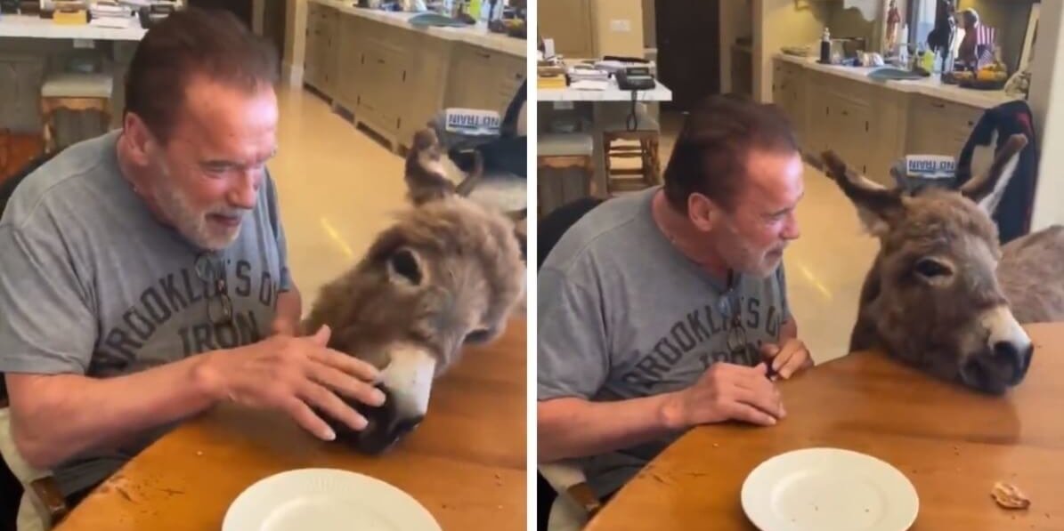 Arnold Schwarzenegger intentó mostrar su rutina de entrenamiento pero su burro se robó toda la atención