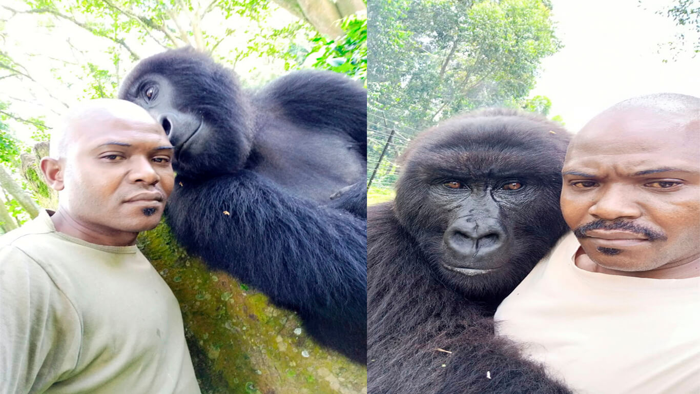 Posando para las cámaras: estos gorilas huérfanos hicieron una sesión de fotos con su guarda