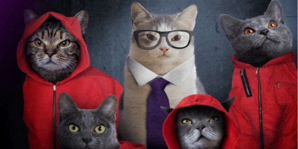 Conocé Catflix, ¡el Netflix para gatos!