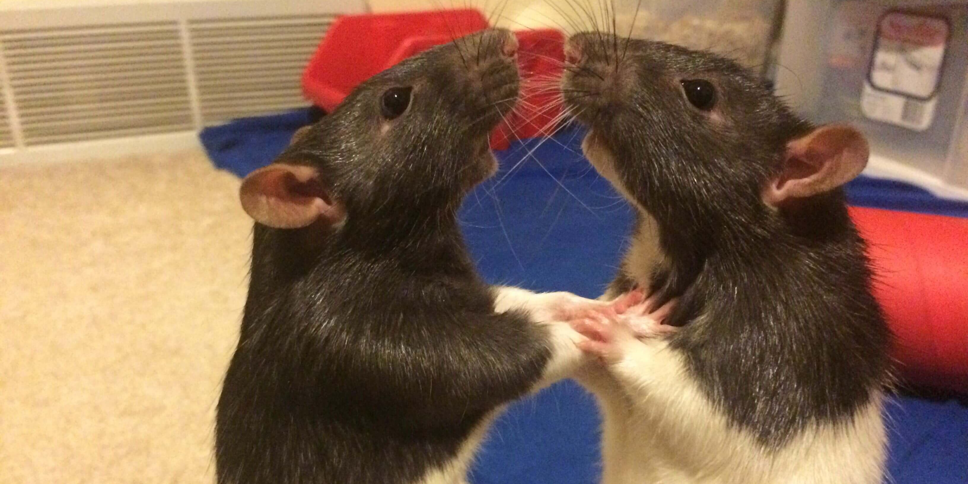 Sin golpe bajo: la increíble pelea entre dos “ratas boxeadoras” que se hizo viral