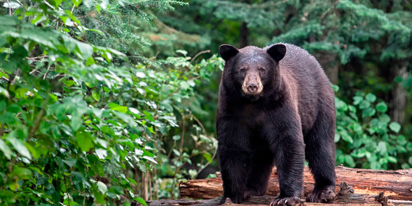 Escalofriante: se viralizó este encuentro entre un oso y unas chicas de caminata en México