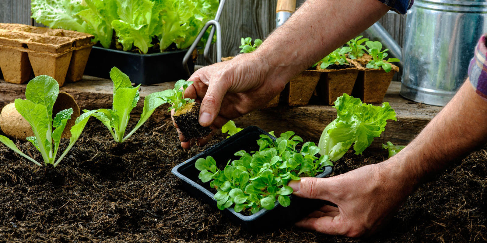 Insecticidas caseros fáciles de preparar para eliminar plagas de tu huerta