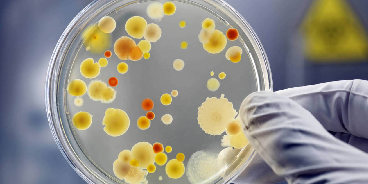 Alertan sobre un hongo que podría ser causa de una nueva pandemia